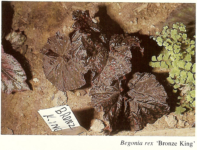 B. ‘Bronze King’